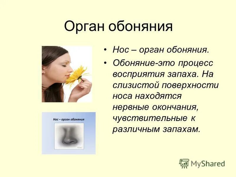 Дышишь но не чувствуешь запахов. Органы чувств нос. Доклад про нос. Обоняние доклад.