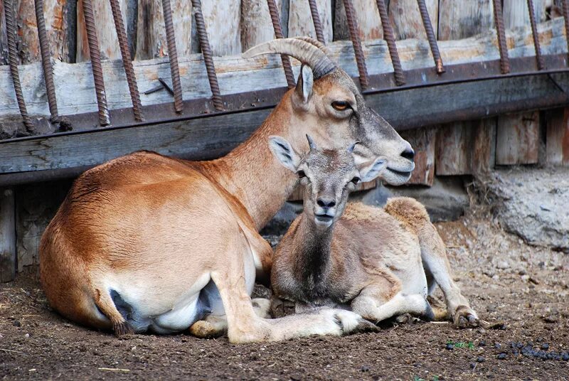 Карагандинский зоопарк караганда. Карагандинский зоопарк достопримечательности караганды. Карагандинский зоопарк караганда. Зоопарк караганда. Зоопарк караганда.
