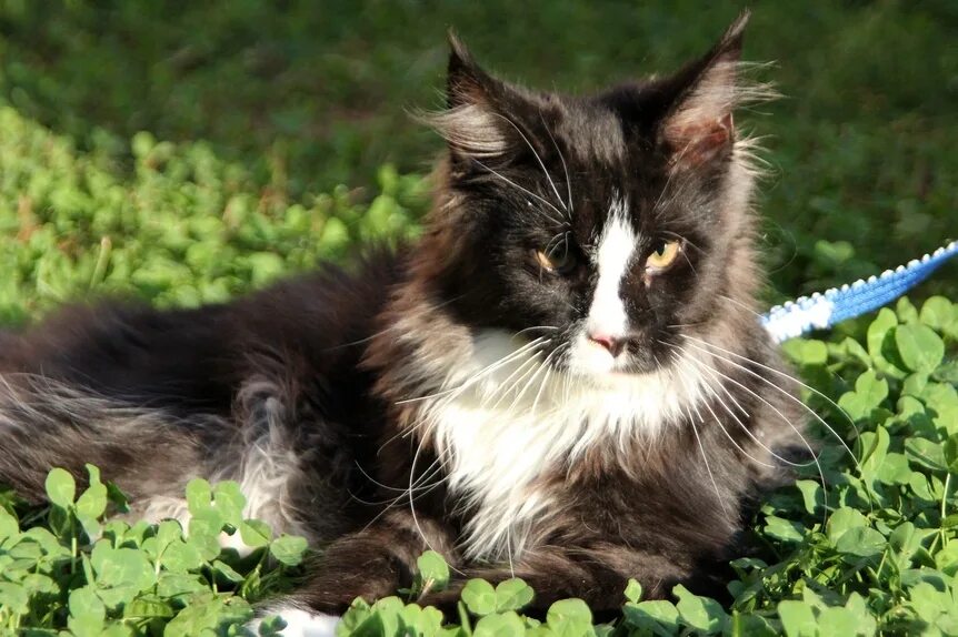 Мейн кун и норвежская лесная. Мейн кун и норвежская лесная. Лесной кот мейн кун. Мейн кун серый. Норвежская лесная кошка и мейн кун.