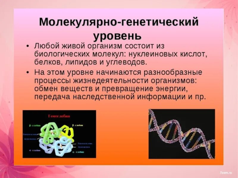 Молекулярно-генетический уровень. Молекулярно-генетический уровень организации жизни. Молекулярно-генетический уровень примеры. Молекулярно-генетический уровень жизни. Наследственная информация растений