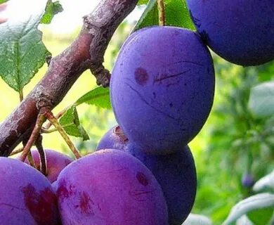 Слива описание сорта фото отзывы опылители