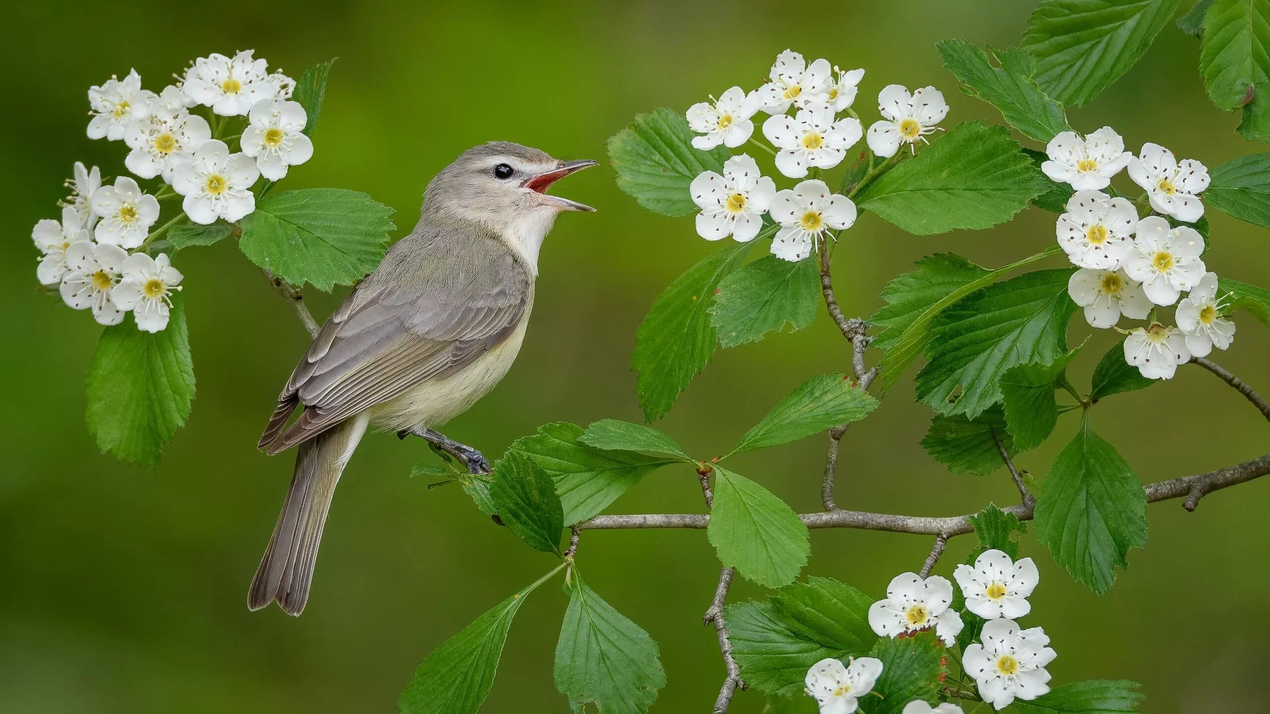 Пел соловей среди ветвей. Весенняя певчая птичка. Соловей весной. Птица в цветущем саду.