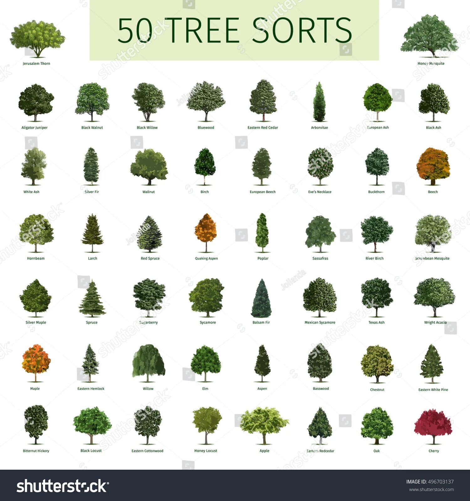 Деревья на английском. Виды деревьев на английском. Names of Trees in English. Куст на англ. Kinds of trees