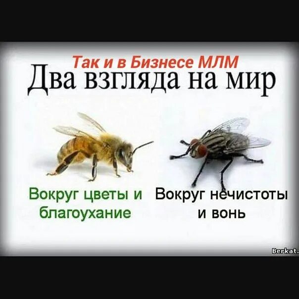 Про мух и пчел. Два взгляда на мир картинка. Притча о пчеле и мухе. Два взгляда на мир цитаты. Два взгляда на ситуацию.