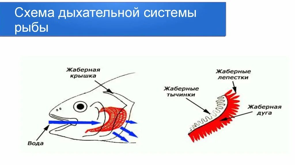 Наружные органы дыхания водных животных. Схема органы дыхания животных. Органы дыхания и газообмен у животных. Дыхательная система костных рыб схема. Жаберное дыхание у рыб.
