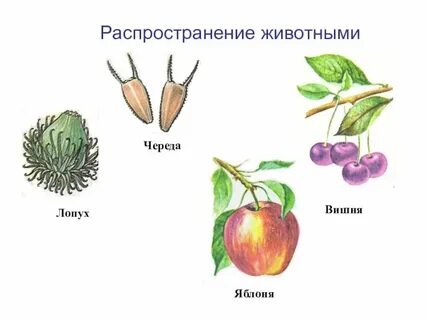 Вишня тип распространения