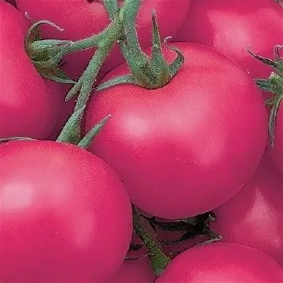 Непасынкующиеся томаты уральский дачник. Томат непас 3. Непас 5 томаты отзывы. Седек томат непас 2. Томат непасынкующийся малиновый f1.