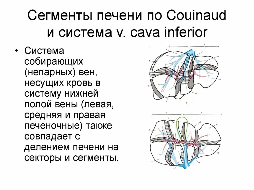 Сегменты кратко. Сегментарное строение печени. Деление печени на сегменты по Couinaud. S4 сегмент печени. Печень деление на доли сегменты сектора схема куино.