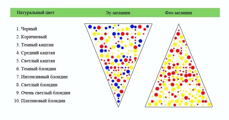 Меланин пигмент волос. Пигменты меланина в волосах схема. Эумеланин и феомеланин. Меланин эумеланин феомеланин. Феомеланин и эумеланин в волосах.