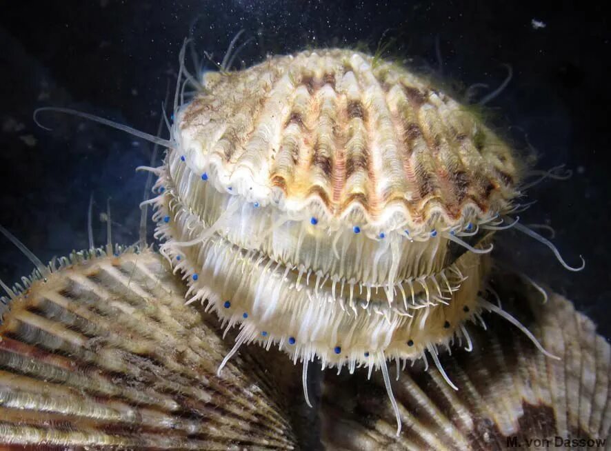Морские моллюски гребешки. Морской гребешок моллюск. Морской гребешок Scallops. Морской гребешок Дальневосточный. Морской гребешок моллюск глаза.