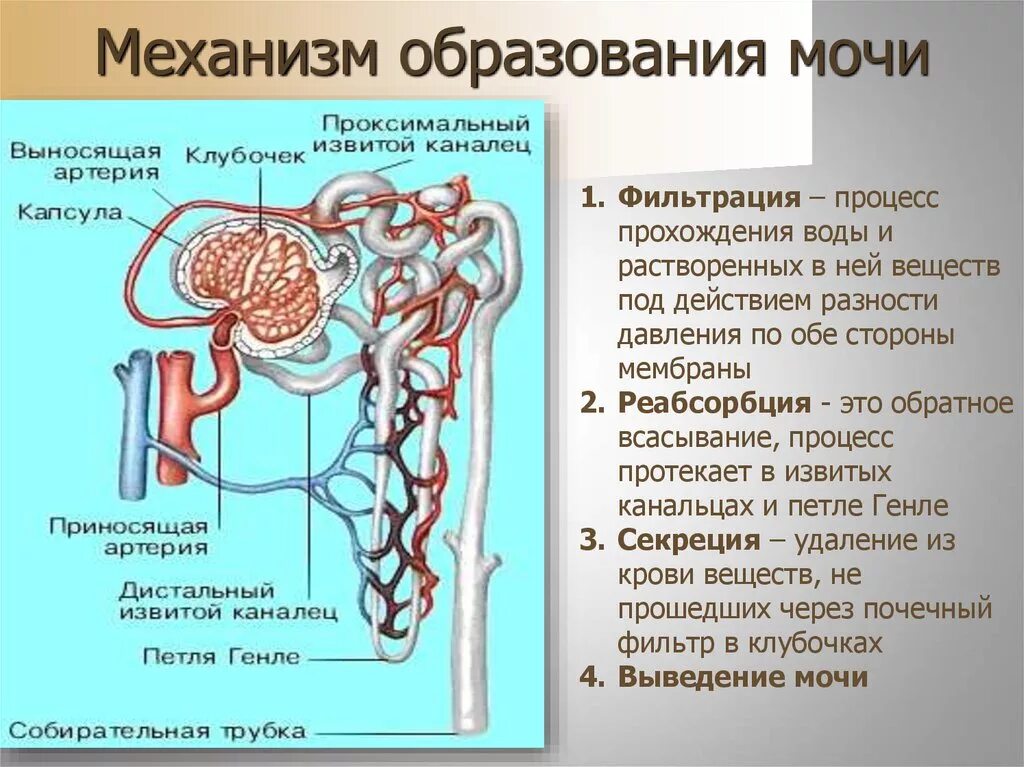 Последовательность движения мочи в организме человека. Процесс образования и выведения мочи. Механизм образования мочи схема. Механизм образования мочи фильтрация реабсорбция секреция. Механизм образования первичной и вторичной мочи схема.