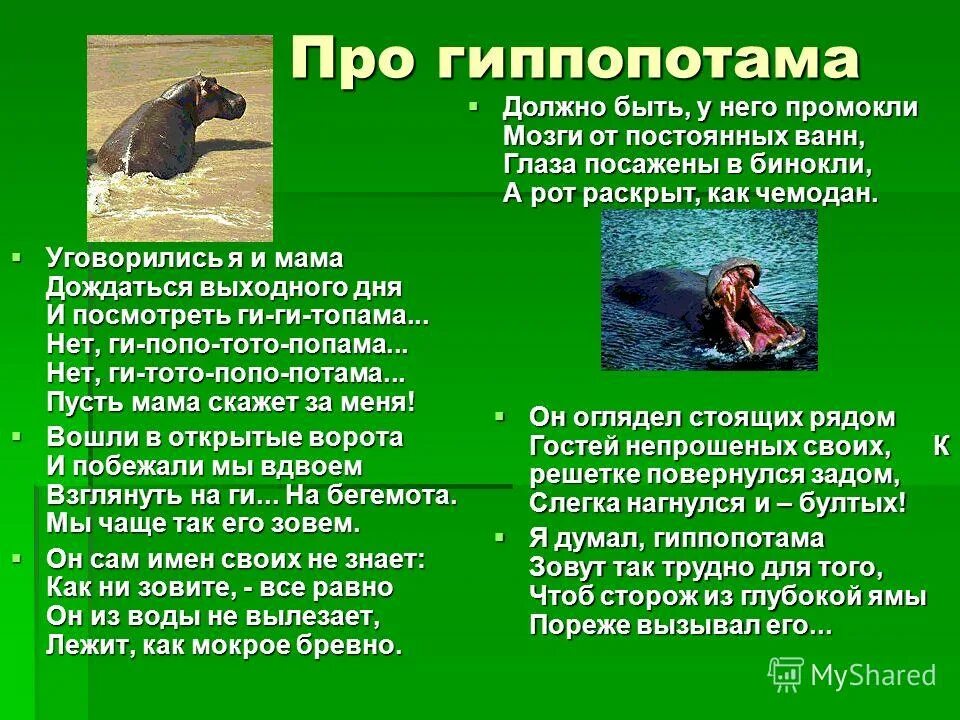 Бегемот корней чуковский. Задание для детей про бегемотика. Самуил маршак про бегемота. Эмма мошковская бегемотик. Маршак гиппопотам стих.