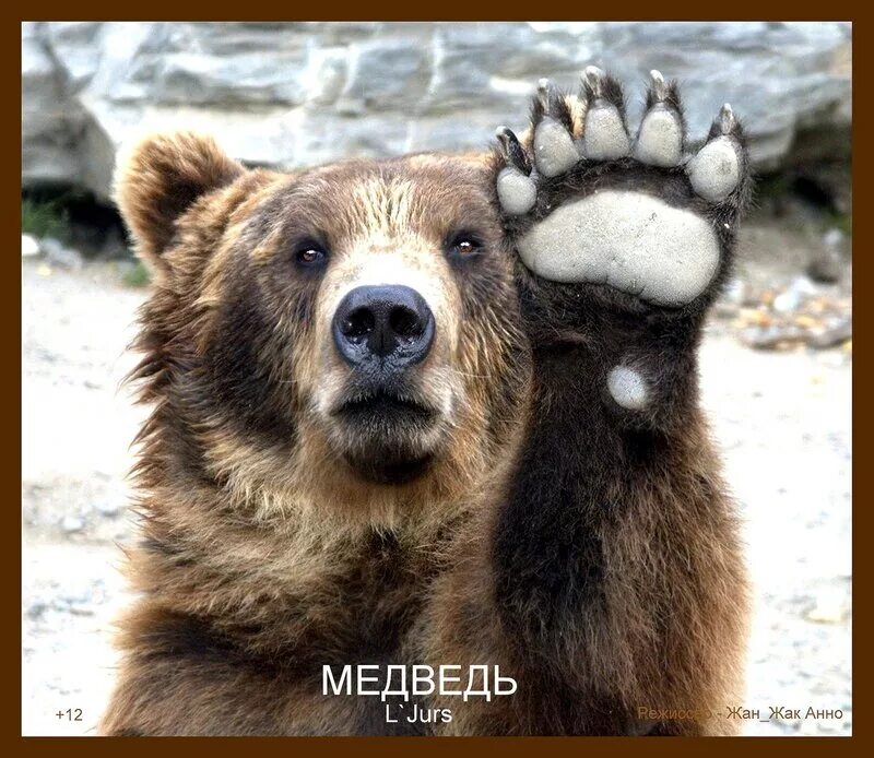 Привет медведь читать. Привет медведь. Серьезный медведь. Медведь здоровается. Надпись медведь.