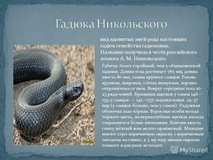 Гадюка занесена в красную