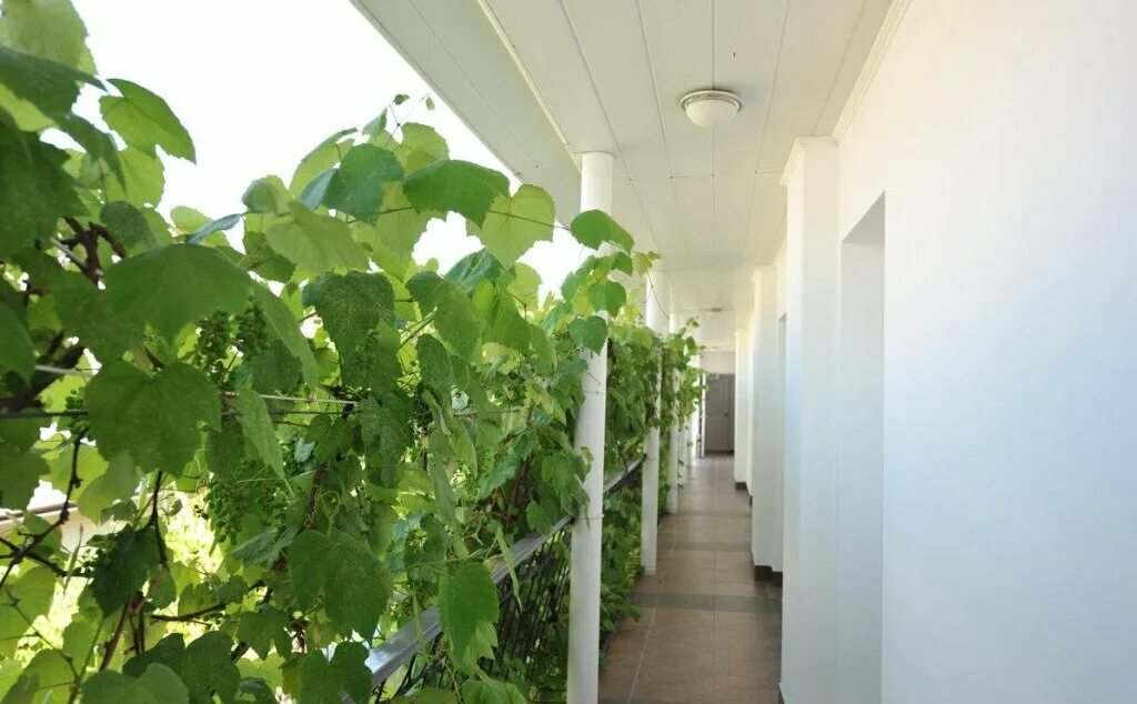 гостевой дом орешник. лазаревское орешник гостевой. орешник на павлова лазаревское. орешник 2 лазаревское. орешник 2 лазаревское.