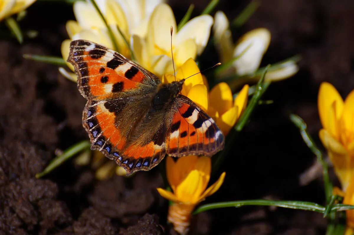 Первая бабочка весной фото. Бабочки весной. Первые весенние бабочки фото. Виола весенний мотылек.