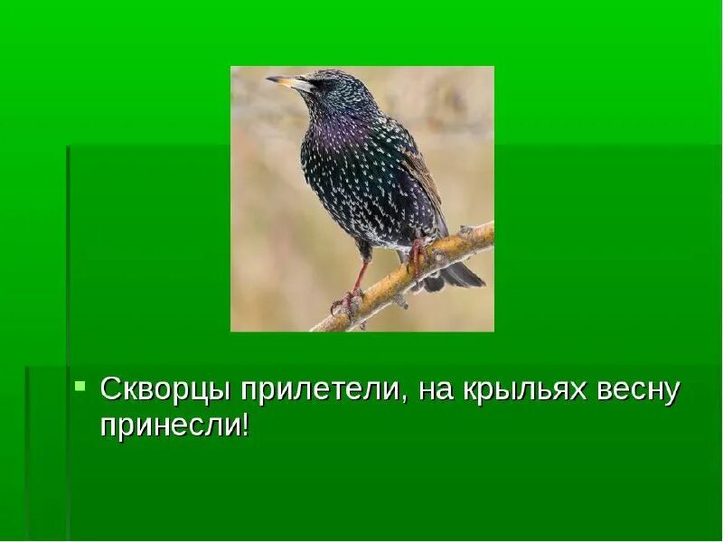 Скворцы прилетели. Скворцы прилетели на крыльях весну принесли. Загадка про скворца. Скворец предложение.