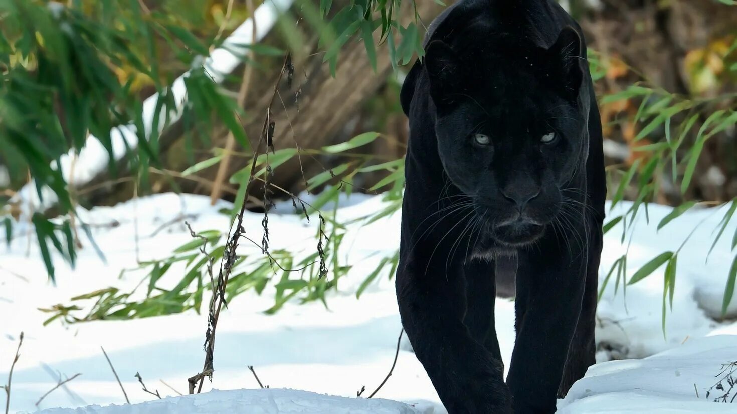 Пантера Шварцера» (2014; черная пантера ). Тигр меланист. Ягуар меланист. Животные меланисты пантера.