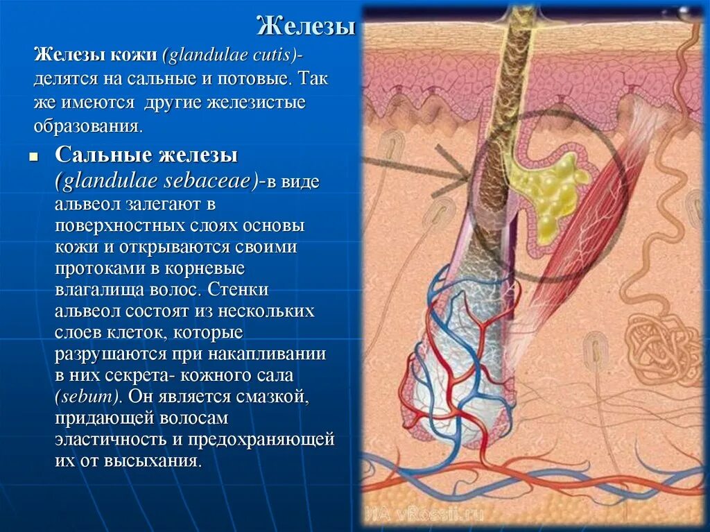 Потовые железы имеют вид. Потовые железы в коже человека. Сальные и потовые железы располагаются в. Строение потовых желез кожи.