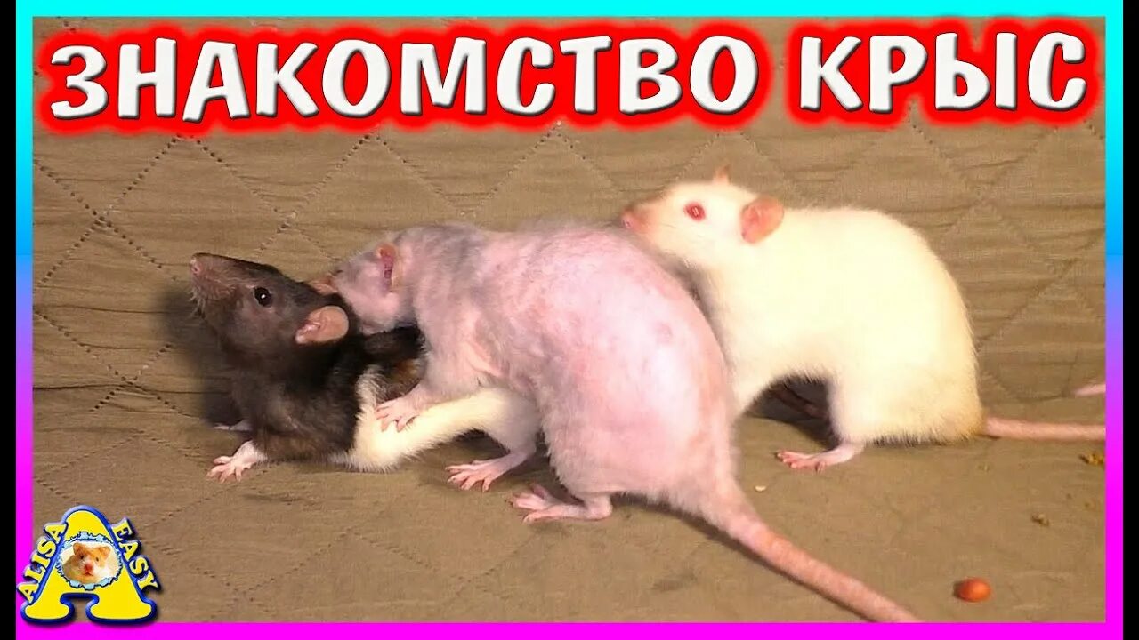 Крыска алиса. Крыска алиса. Алиска крыска. Алиса ты крыса. Крыса алиса.