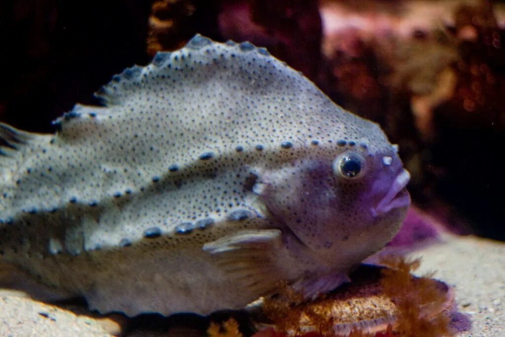 Файл:Jielbeaumadier poisson gris 2 paris 2014.jpeg - Википедия