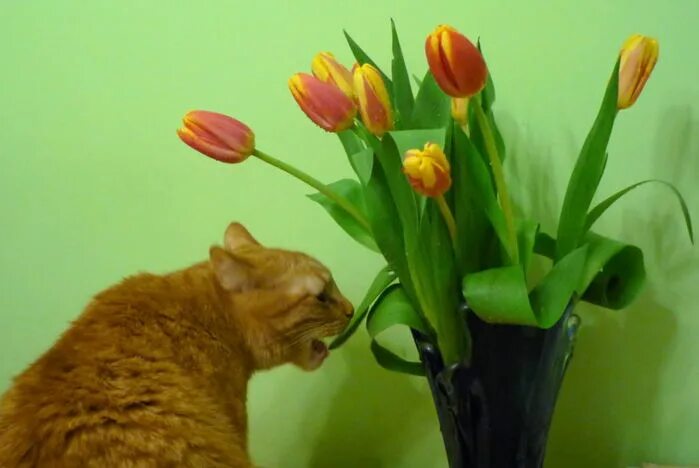 Кот с тюльпанами. Рыжий кот с тюльпанами. Кот с желтыми тюльпанами. Рыжий котенок с тюльпанами. Кошка съела тюльпан