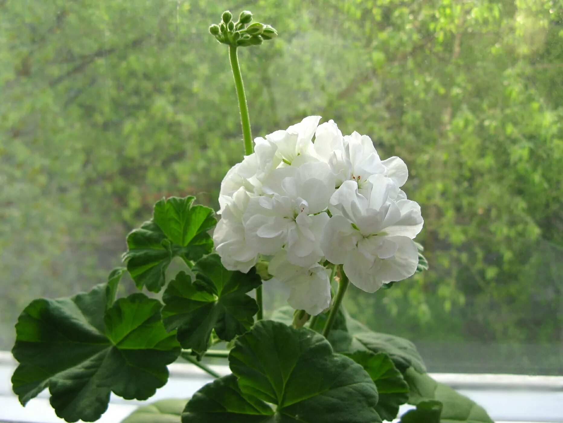 Герани в казани. Пеларгония зональная Рафаэлла. Пеларгония (Pelargonium). Пеларгония белая. Ivory Snow пеларгония.