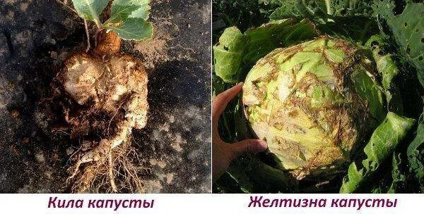 Кила на капусте фото. Слизистый бактериоз капусты белокочанной. Плазмодиофора капустная. Кила капусты фото описание. Белая гниль (склеротиниоз) капусты.