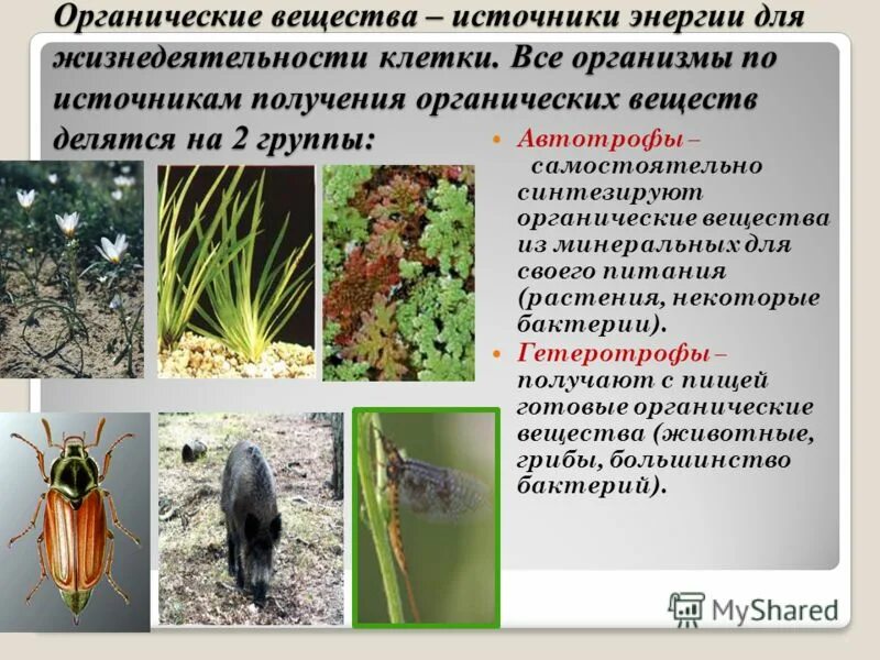 источники энергии обеспечивающие все процессы жизнедеятельности клетки