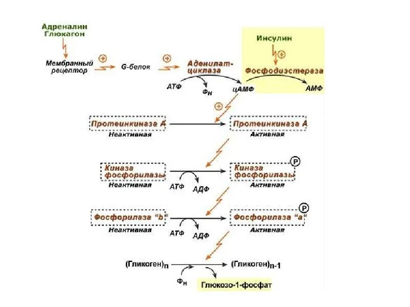 Инсулин стимулирует синтез гликогена. Кальций зависимая активация фосфорилазы гликогена. Механизм ингибирования гликогенсинтетазы под действием глюкагона. Глюкагон механизм действия биохимия. Регуляция активности фосфорилазы гормонами.