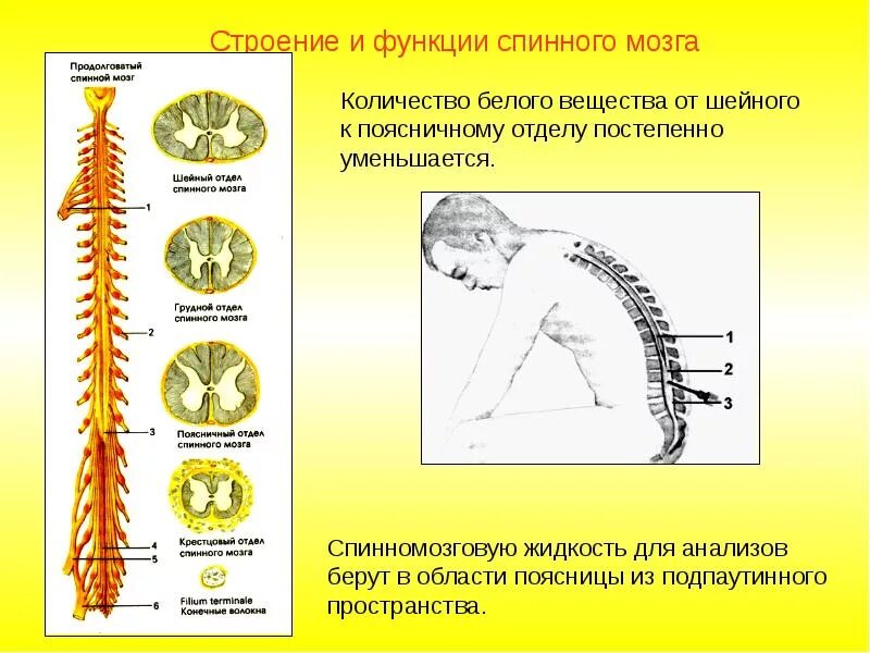 Спинной мозг строение отделы. Части спинного мозга и их функции. спинной мозг: строение и функции отделов мозга.. отделы нервной системы. строение и функции спинного мозга.. строение и функции спинного.