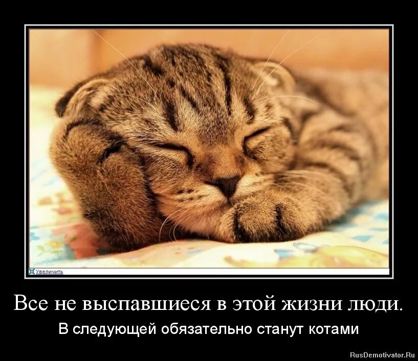 кот не выспался мем. доброе утро лохматый кот. кот не выспался. кот не выспался. смешной кот проснулся.