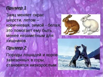 Цвет шерсти меняется