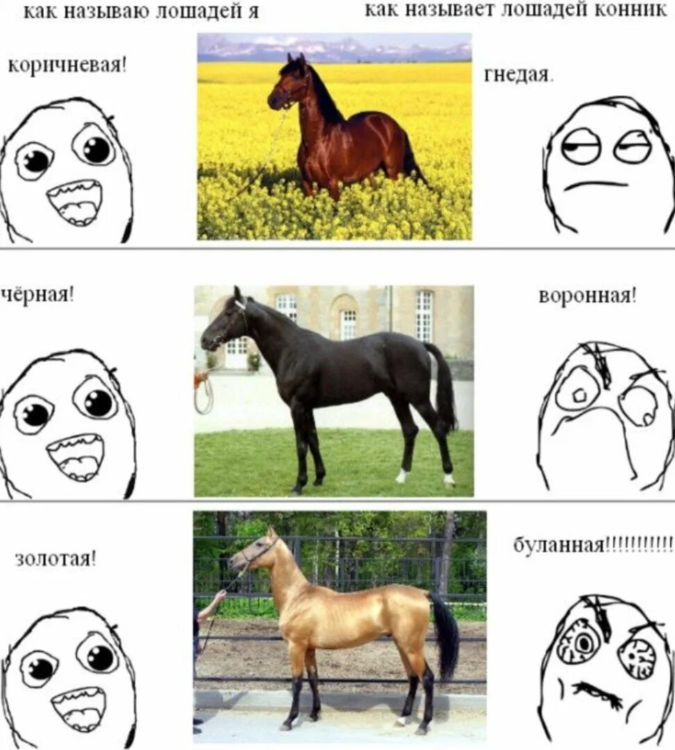 Мемы про лошадей. Мемы с лошадьми смешные. Лошадь Мем. Мем слошалью.