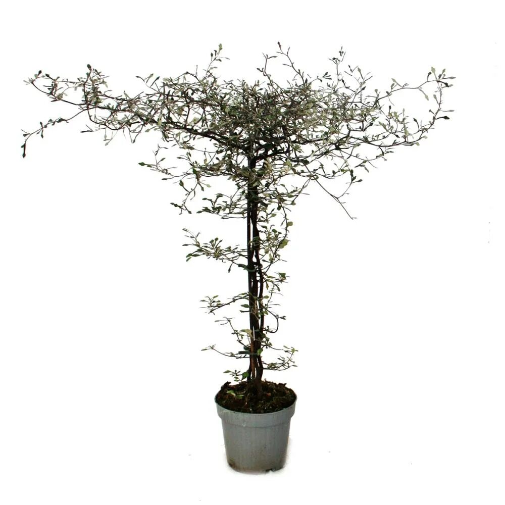 String tree