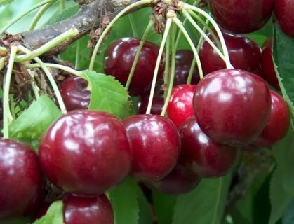 Самые вкусные сорта вишни