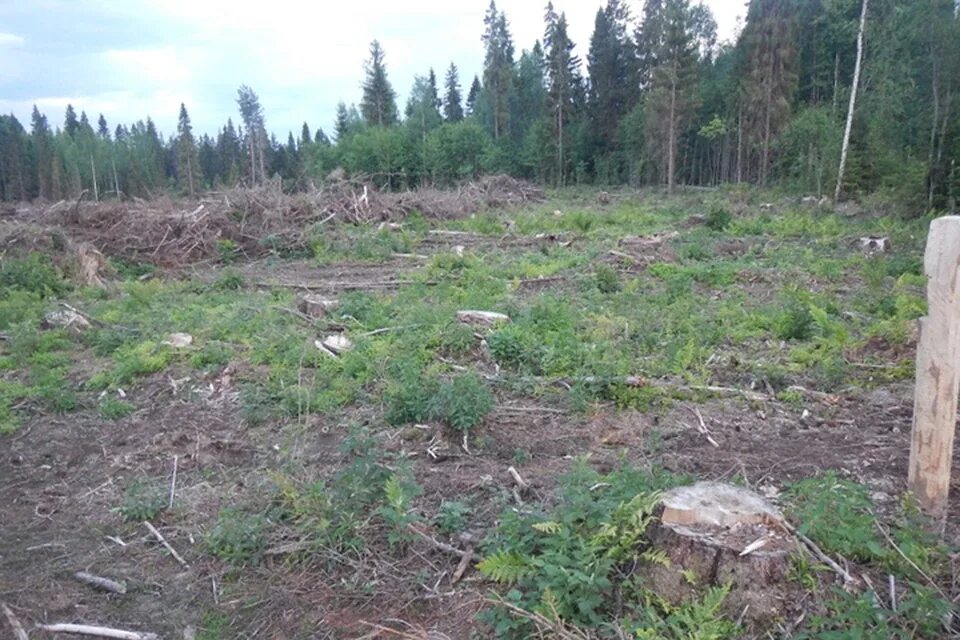 Другие сели в лесах. Делянка леса. Делянка в лесу. Вырубка подроста в лесу. Рубка леса.