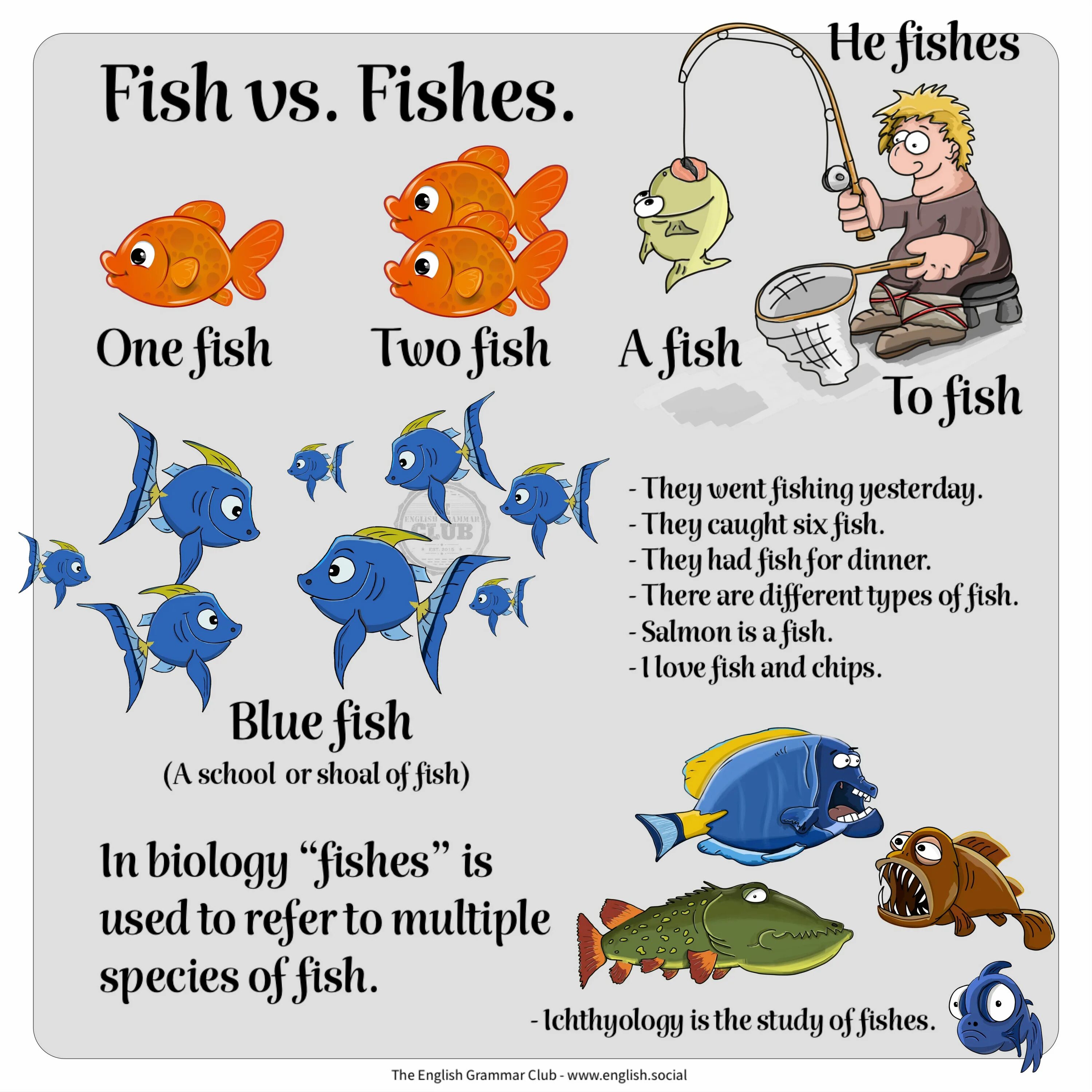 Fish Fishes множественное число. Рыба во множественном числе на английском. Виды рыб на английском. Fish Fishes разница.