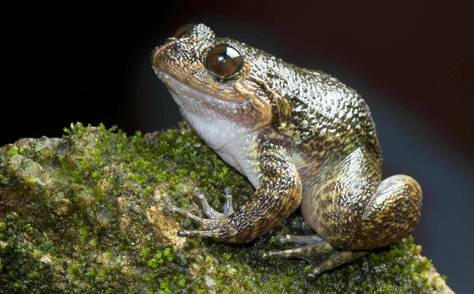 Жаба ночное животное. Лягушка обыкновенная. Жаба на луне. Жаба ночное животное. Жаба ночное животное.