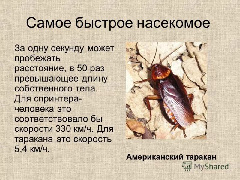 Какое насекомое самое