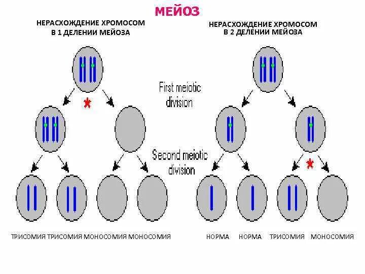 Нерасхождение хромосом в первом мейозе. Нерасхождение хромосом в 1 и 2 делении мейоза. Нерасхождение хромосом в мейозе 2 схема. Нерасхождение половых хромосом в анафазе 1. Нарушения деления клеток