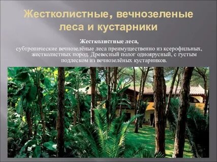 Вечнозеленые леса климатический пояс