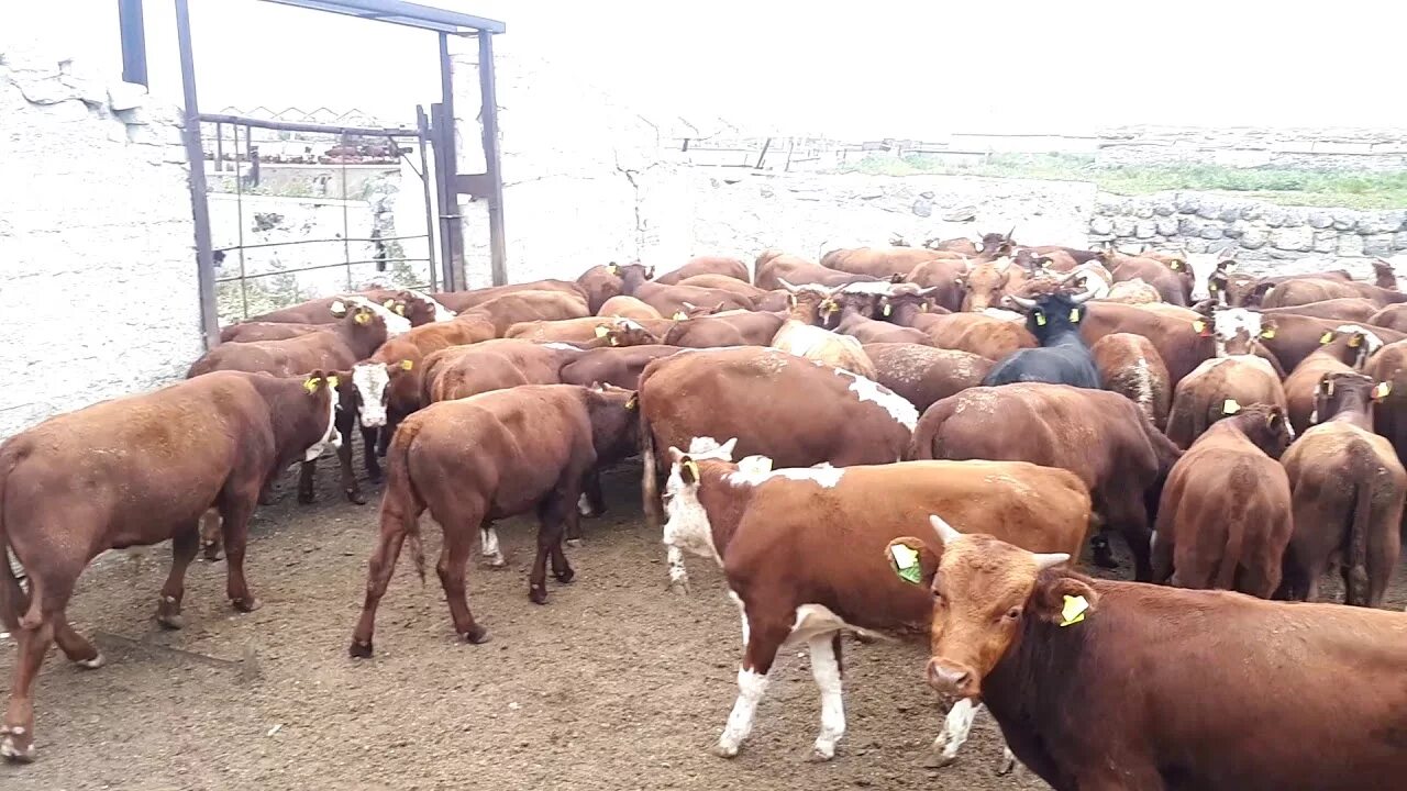 Сельское хозяйство северной осетии. Телята кбр. Сельское хозяйство северной осетии. Телята кбр. Быки стадо.