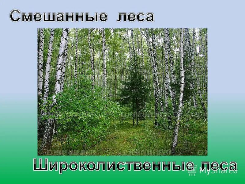 леса россии презентация. смешанный лес окружающий мир. смешанные леса слайд. зона лесов смешанные широколиственные климат. хвойные лиственные и смешанные леса.