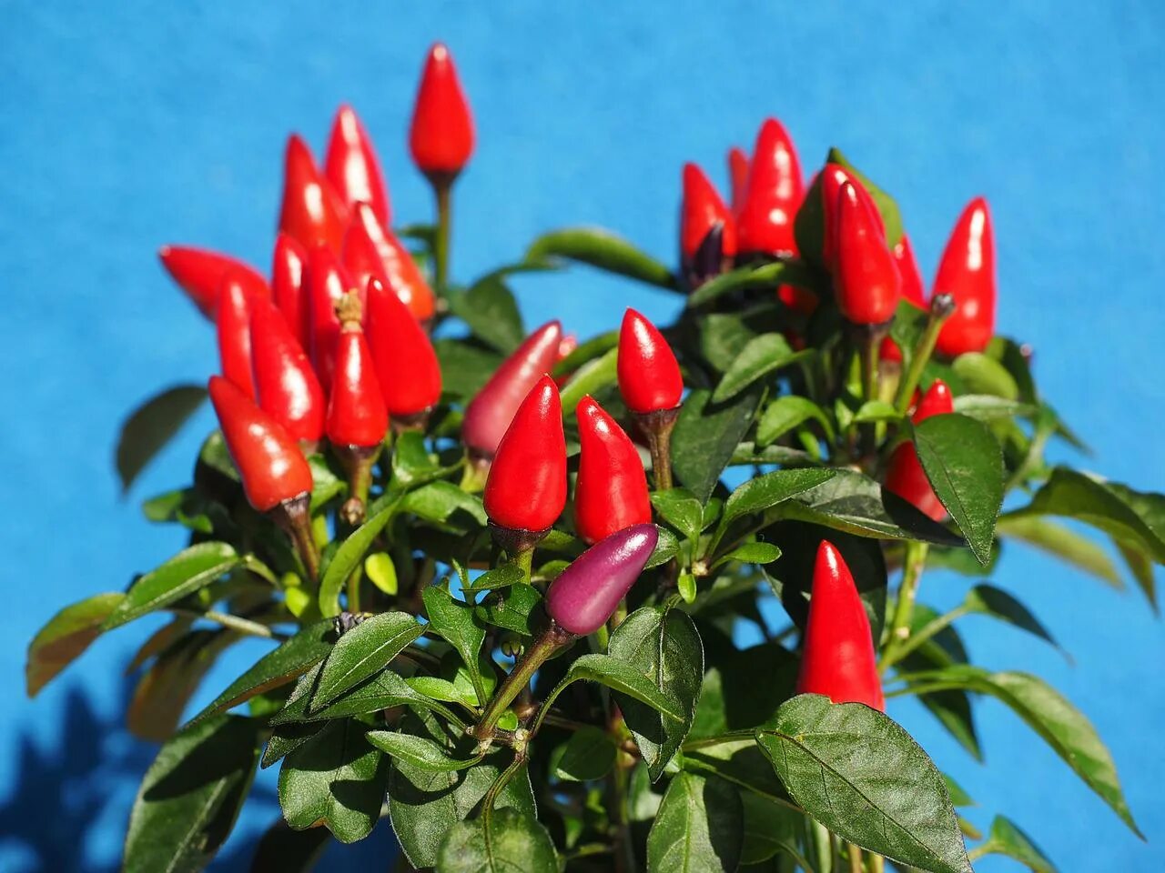 Capsicum