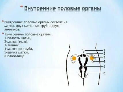 Проекция яичников
