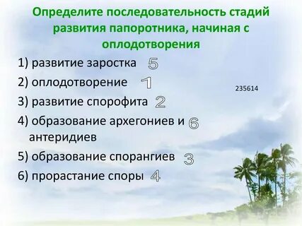 Последовательность жизненного цикла папоротникообразных