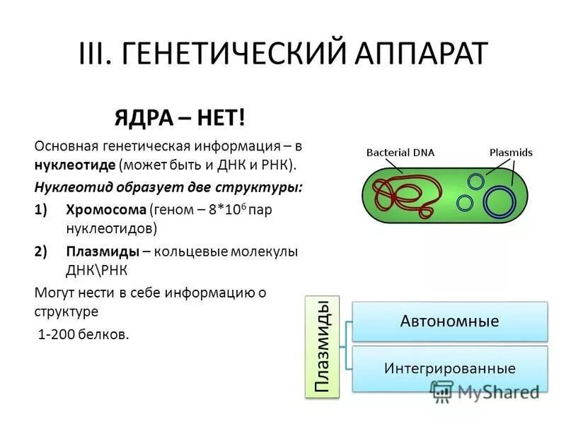 Генетический аппарат бактерий. Ген материал. Генетическая активность ядра клетки определяется. Ген материал. Генетический аппарат строение и функции.