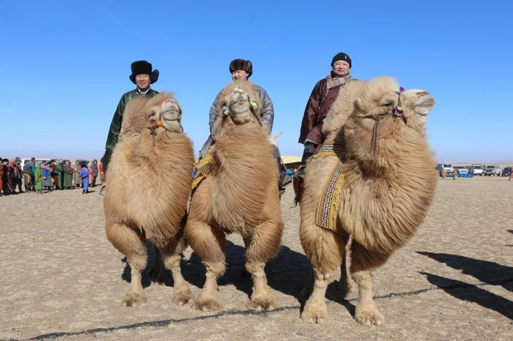 Бактриан монгольский верблюд. Бактриан монгольский верблюд. Бактриан - двугорбый монгольский верблюд монголия. Шерсть верблюда из монголии. Бактриан - двугорбый монгольский верблюд монголия.