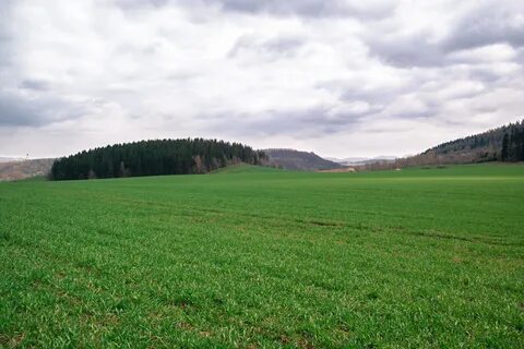 Леса пастбища